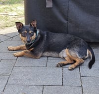 CHICO - Photo 5