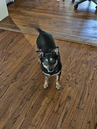 CHICO - Photo 6