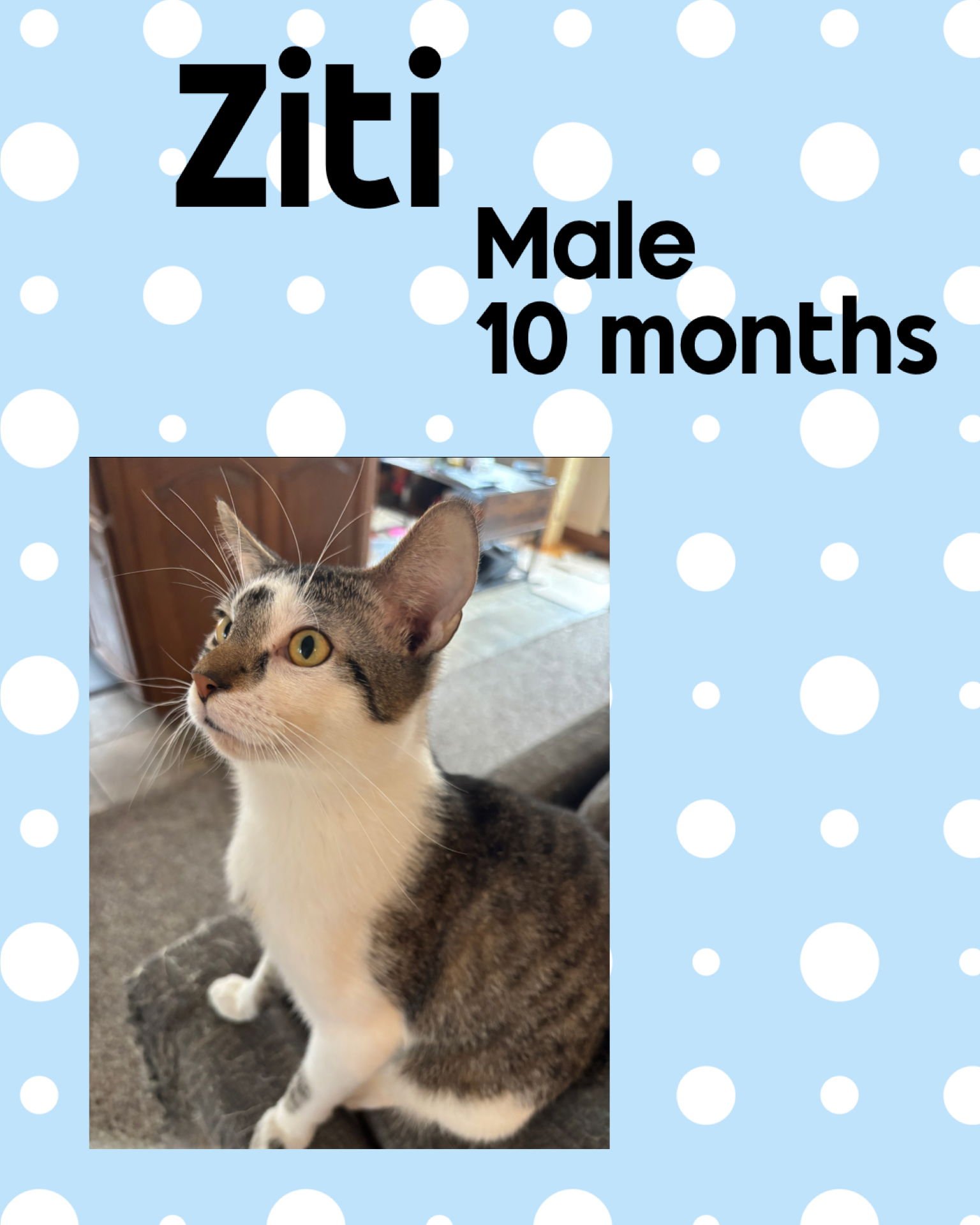 ZITI - Domestic Short Hair available for adoption