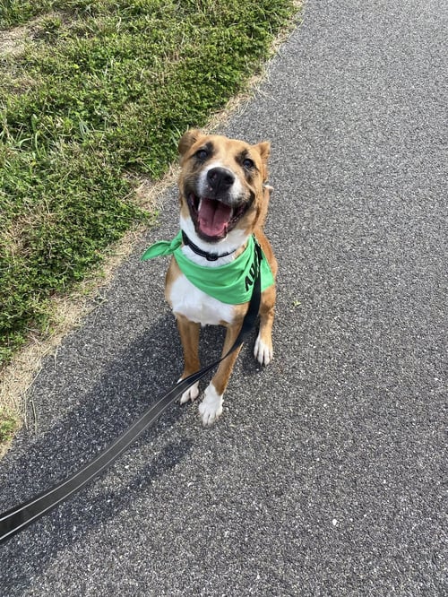ODIN - Retriever available for adoption