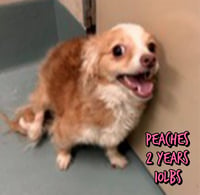 PEACHES - Photo 4