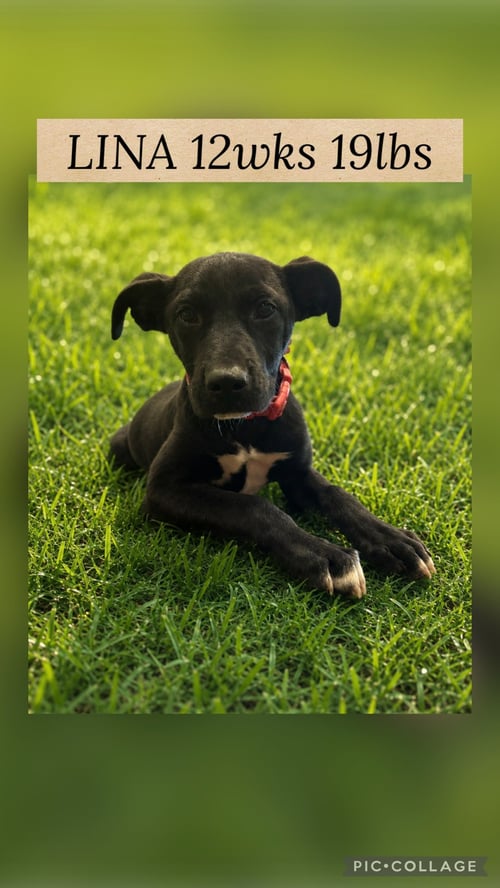 LINA - Labrador Retriever available for adoption