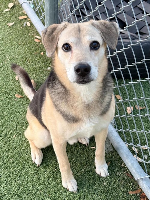BUDDY - Beagle available for adoption