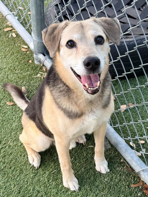 BUDDY - Beagle available for adoption