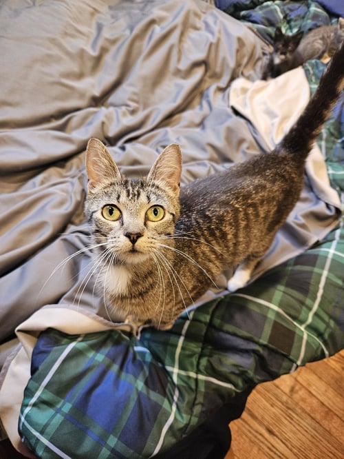 ALLIE - Domestic Short Hair available for adoption