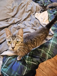 ALLIE - Photo 3
