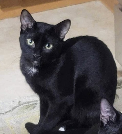 MOE - Domestic Short Hair / Tabby available for adoption