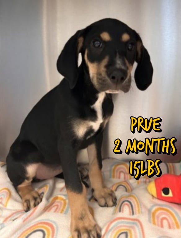 PRUE Image