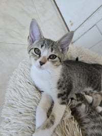 PEGGY - Photo 1