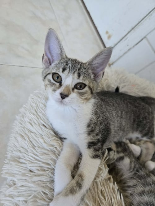 PEGGY - Domestic Short Hair available for adoption