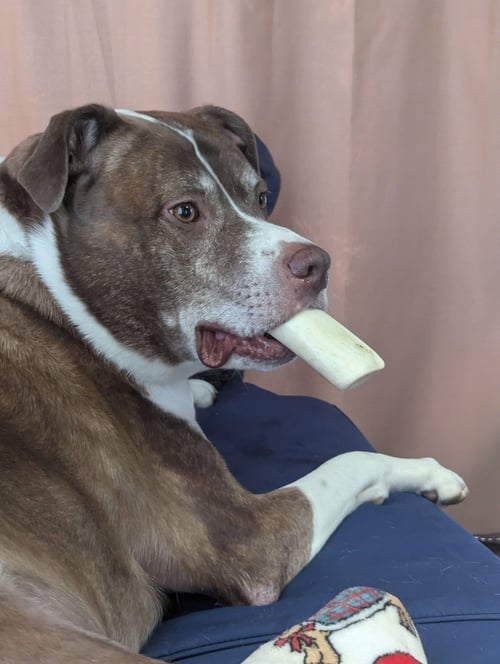 FERGAL AKA RAMBO - Unknown available for adoption