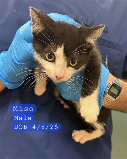 MISO