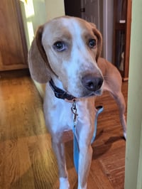 HANK - Photo 1