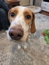 HANK - Photo 2