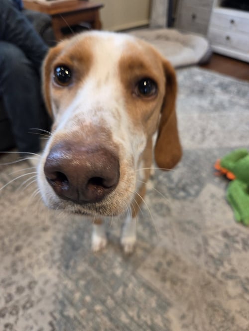 HANK - Unknown available for adoption