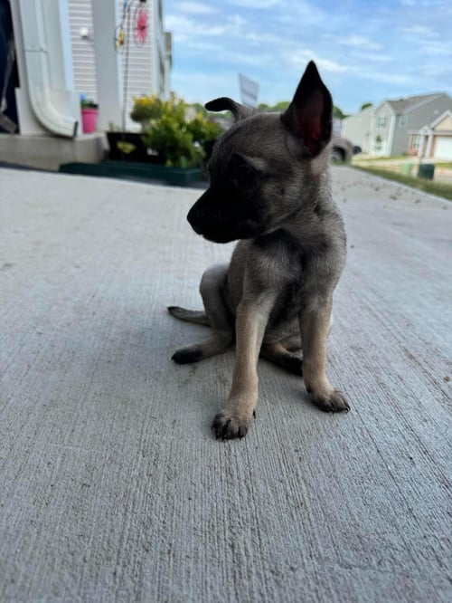 FAIRY - Chihuahua available for adoption