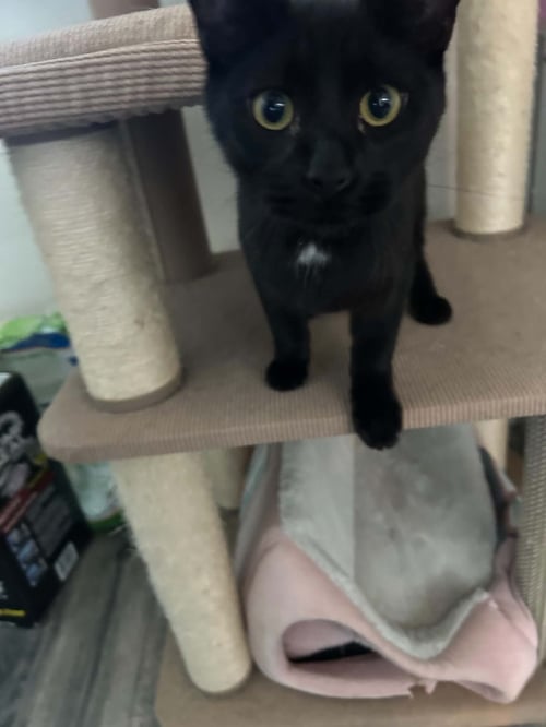 DIGI - Domestic Short Hair available for adoption