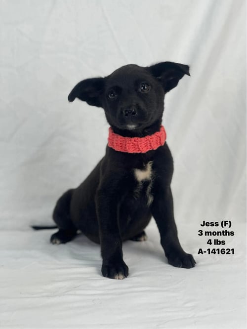 JESS - Unknown available for adoption