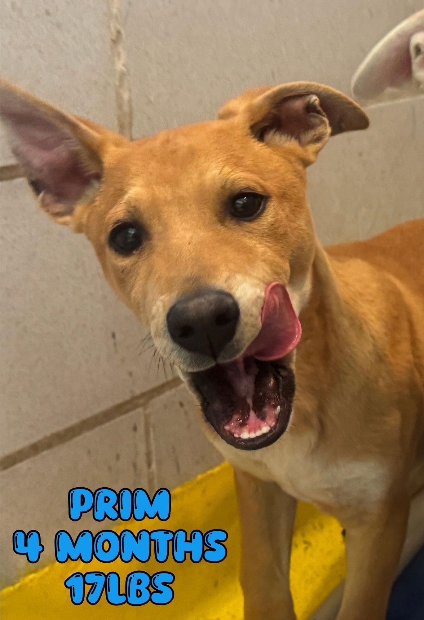 PRIM - Shepherd available for adoption