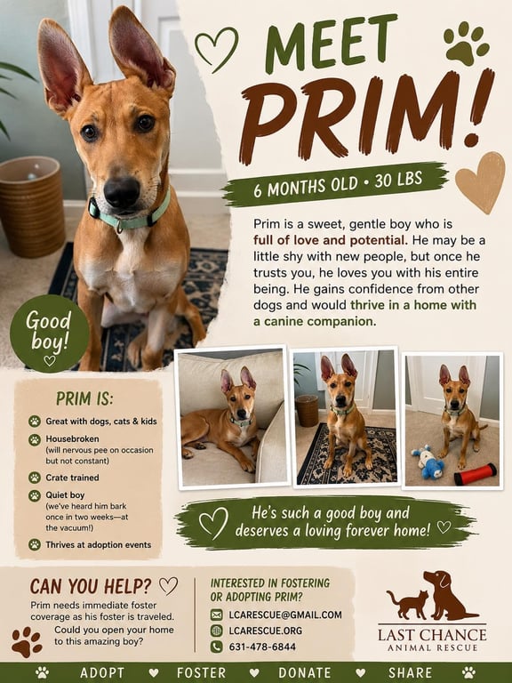 PRIM Image