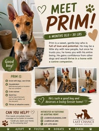 PRIM - Photo 1