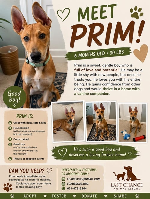 PRIM - Shepherd available for adoption