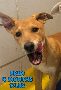 PRIM - Photo 4