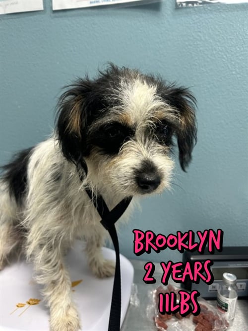 BROOKLYN