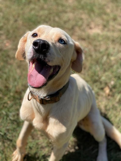 SALVADOR - Husky / Boxer available for adoption