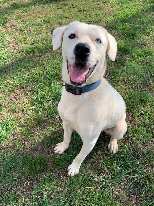 SALVADOR - Husky / Boxer available for adoption