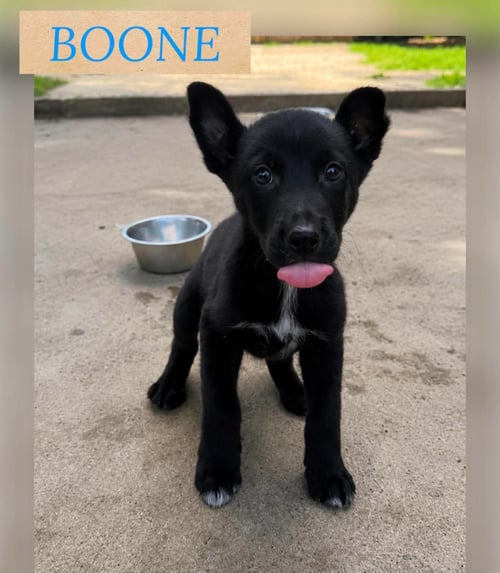 BOONE - German Shepherd Dog available for adoption