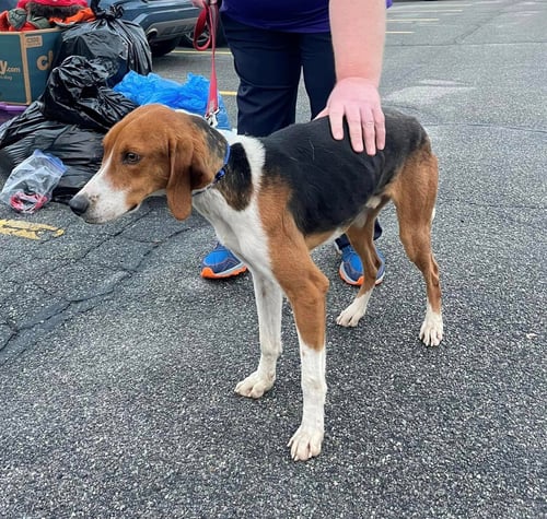 ANDY FKA RANDY - Hound available for adoption