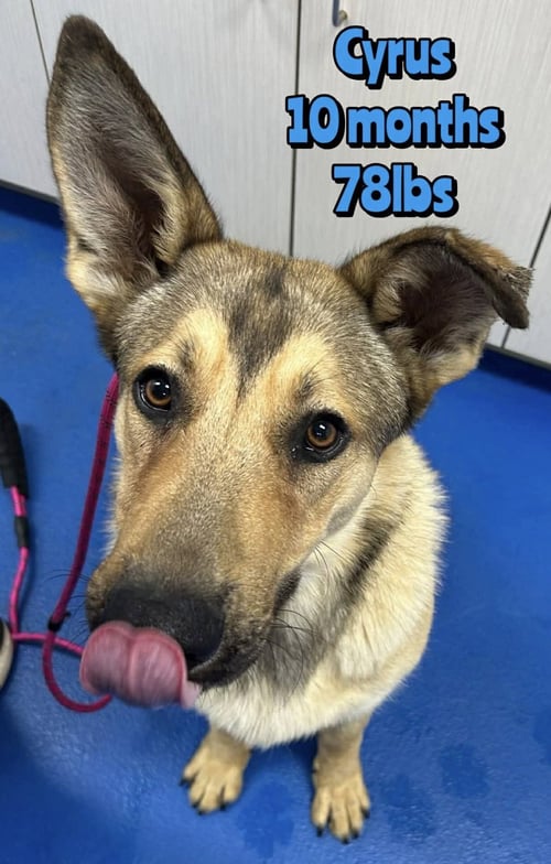 CYRUS - German Shepherd Dog available for adoption