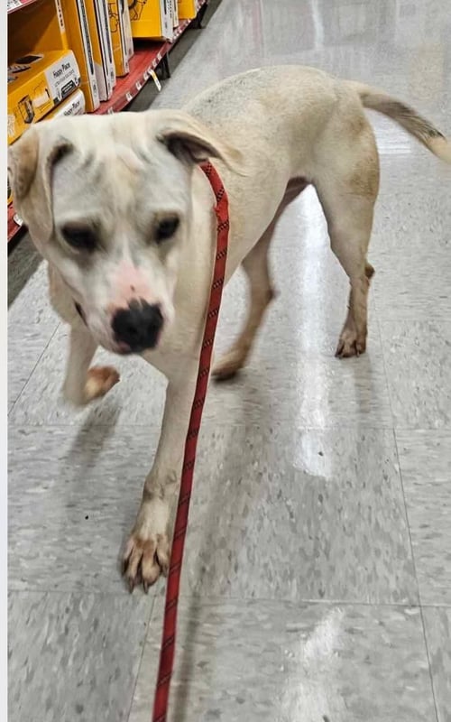 RAZOR - Terrier available for adoption
