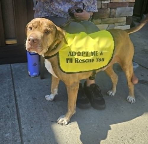 SULLY - Chinese Shar-Pei available for adoption