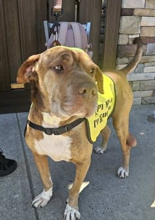 SULLY - Chinese Shar-Pei available for adoption