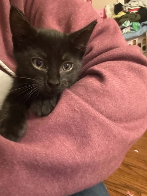 BELLATRIX - Domestic Short Hair available for adoption