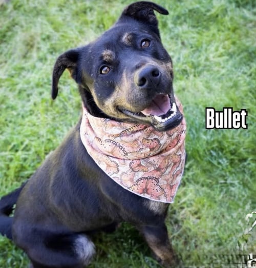 BULLET - Retriever available for adoption