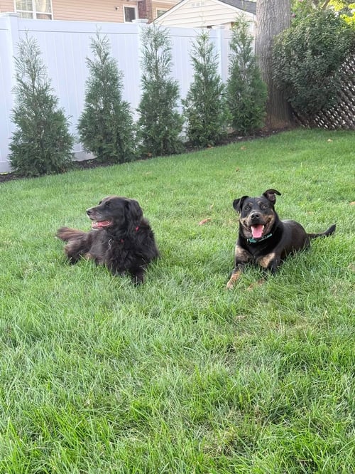 BULLET - Retriever available for adoption