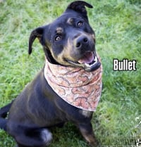 BULLET - Photo 5