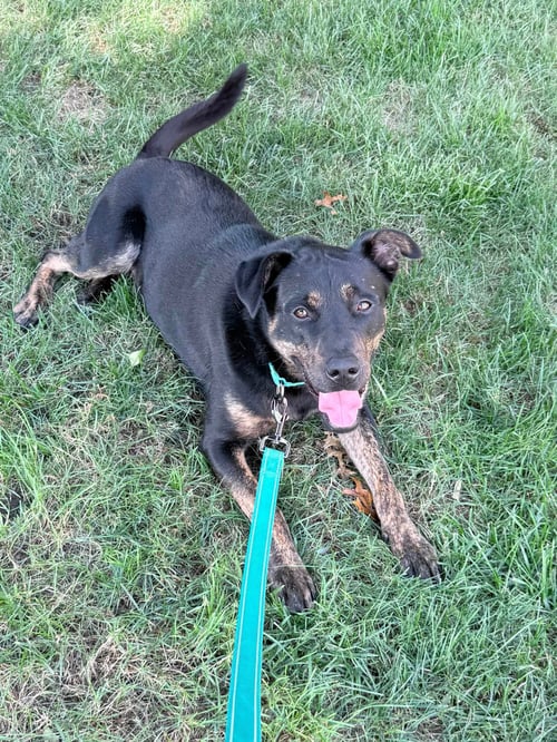 BULLET - Retriever available for adoption