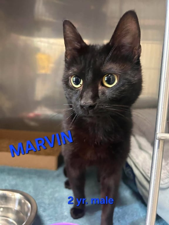 MARVIN Image