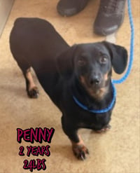 PENNY - Photo 1