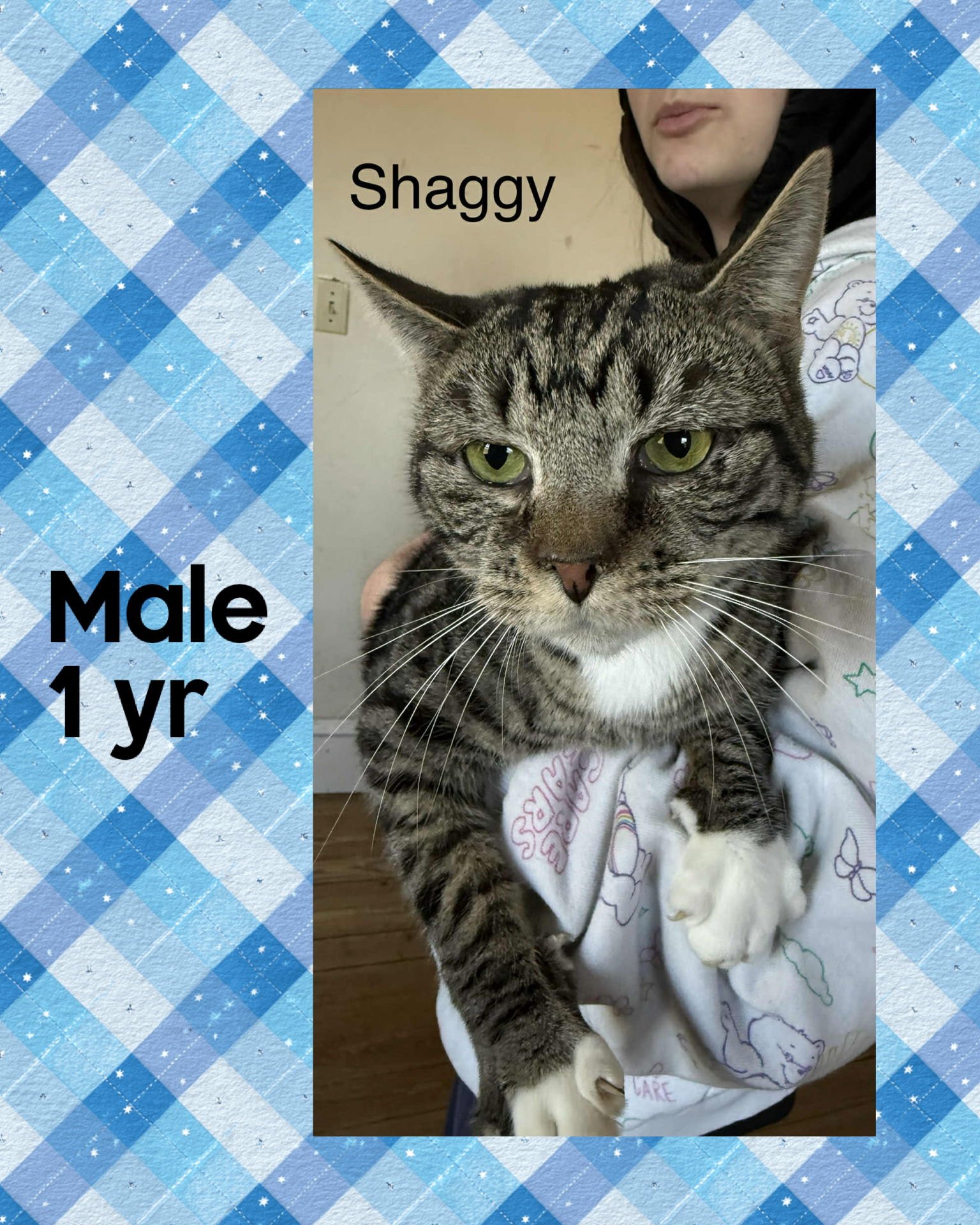 SHAGGY - Domestic Short Hair available for adoption