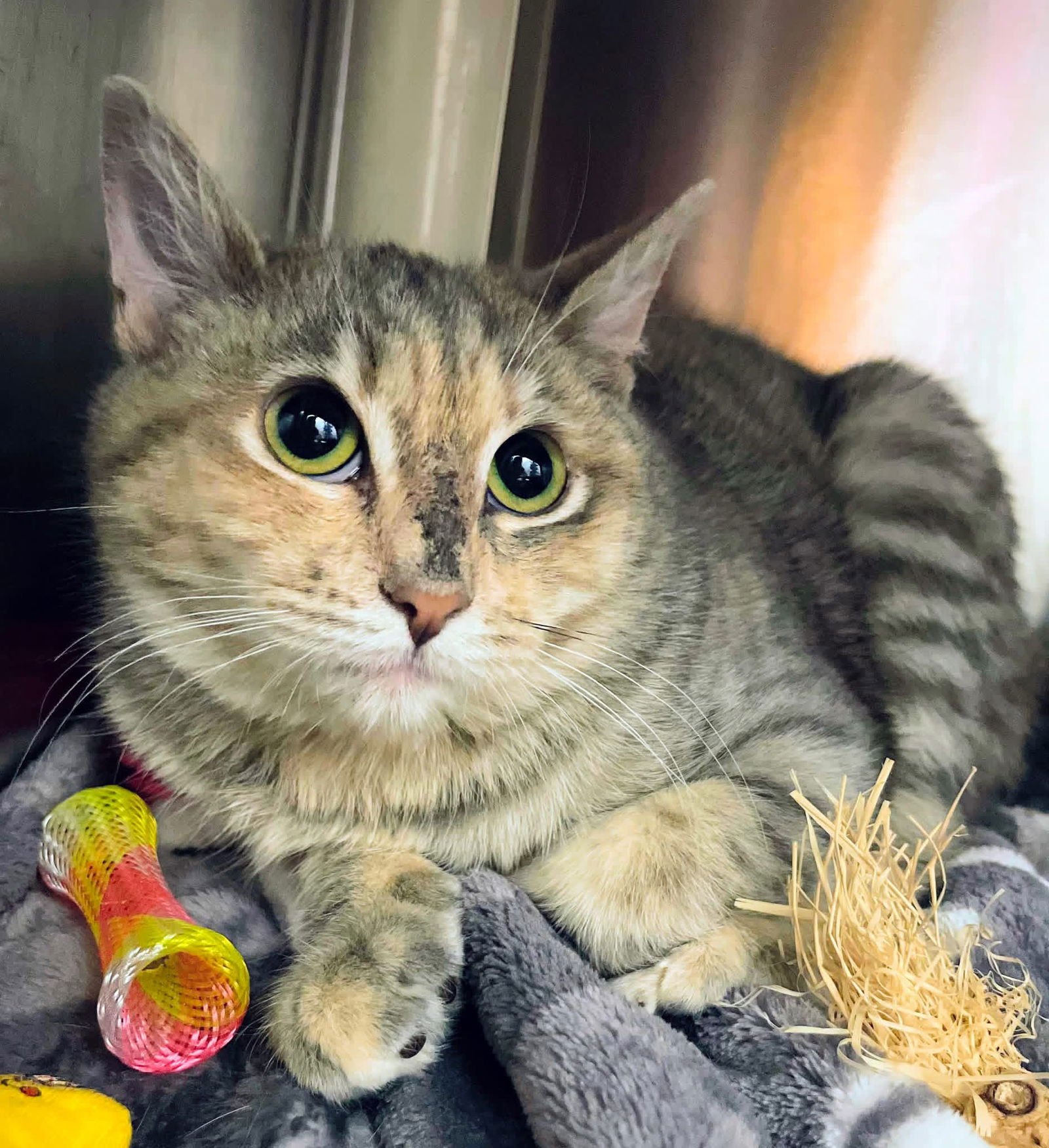 BLUSH - Domestic Short Hair available for adoption