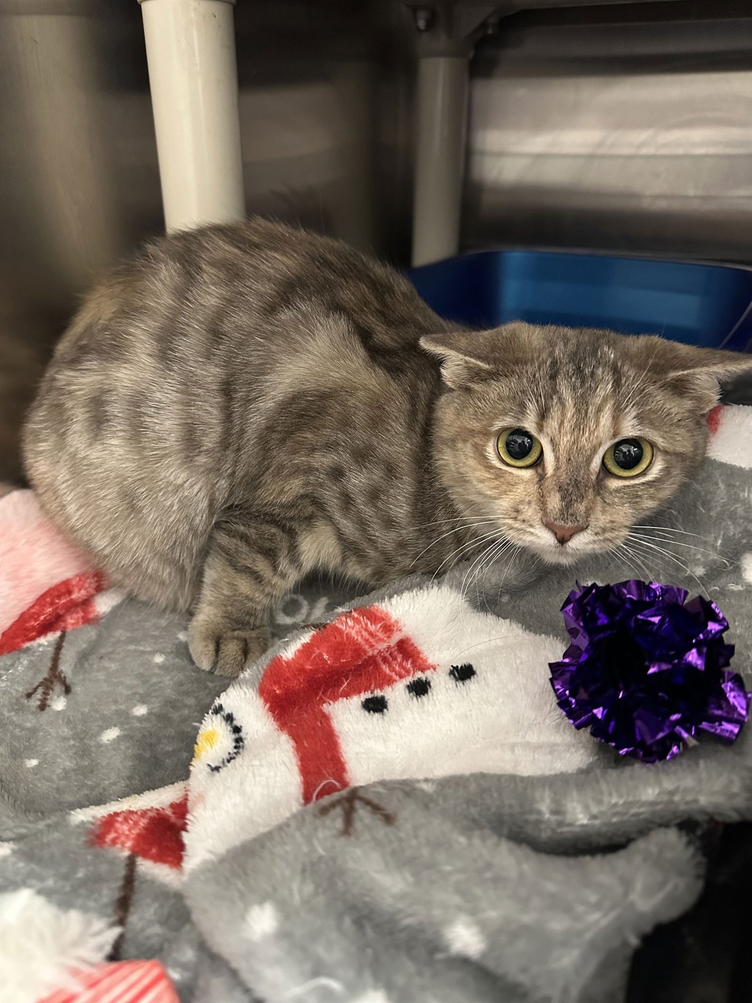 BLUSH - Domestic Short Hair available for adoption