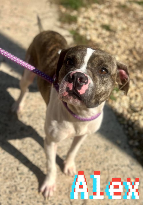 ALEX SFF - Boston Terrier available for adoption