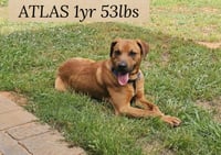ATLAS - Photo 3