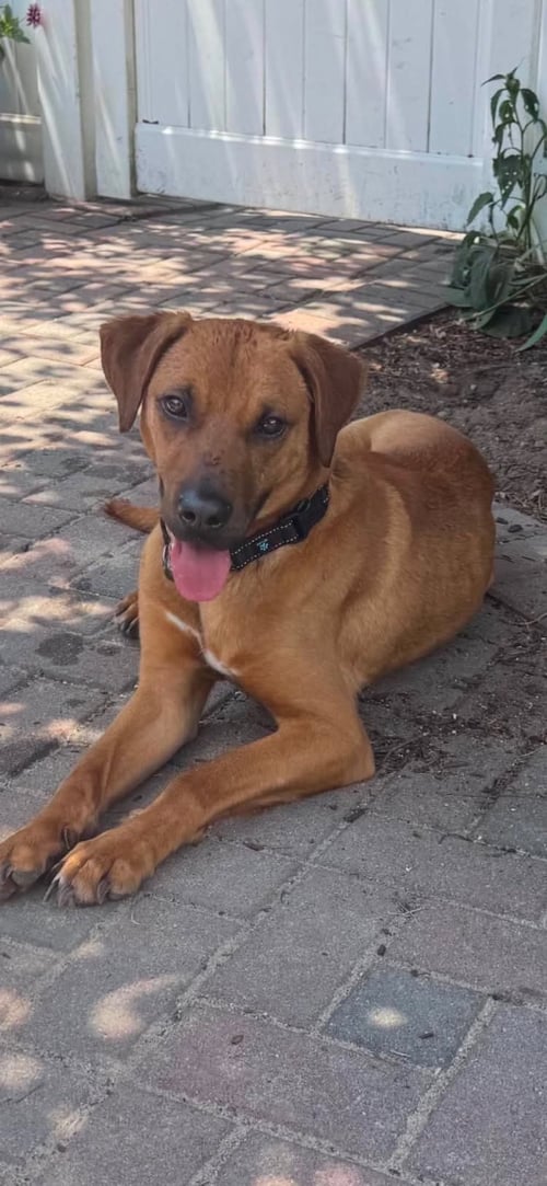 ATLAS - Retriever available for adoption