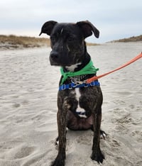 ARCHIE - Photo 12
